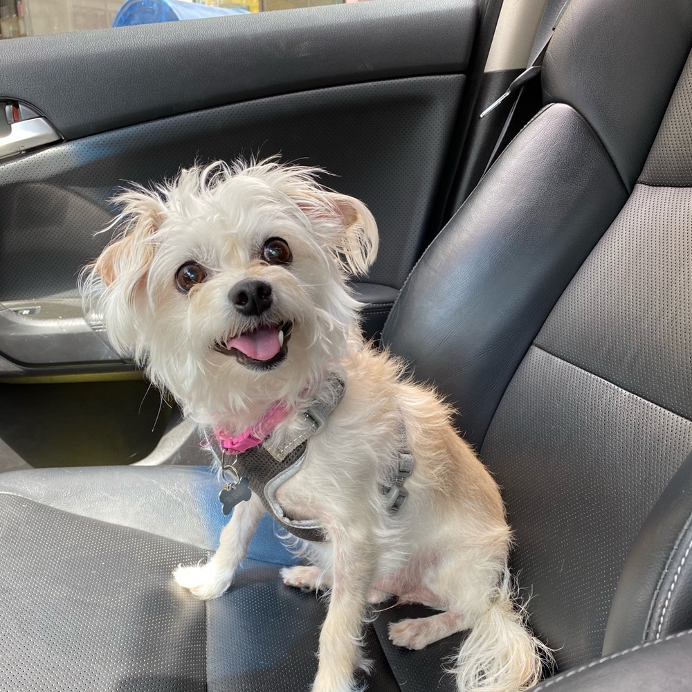 Meet your Posher, Suzana